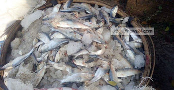 শরীয়তপুরে ৪০ মণ জাটকাসহ আটক ৩