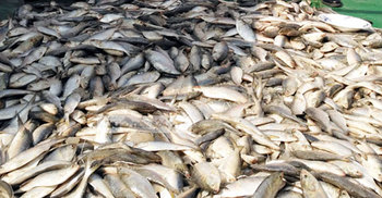 বরিশালে ট্রলার থেকে ৪০০ কেজি জাটকা জব্দ