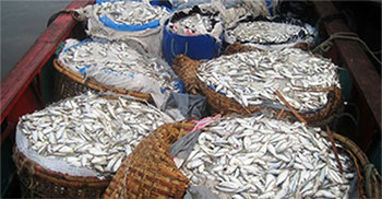 চাঁদপুরে ২শ কেজি জাটকা জব্দ