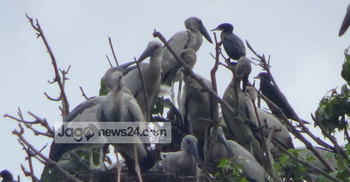 নিরাপদ নয় পাখিপল্লীর পাখিরা
