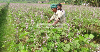 শিম চাষিদের মাথায় হাত