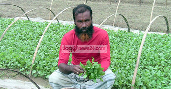সবজির চারায় লাখপতি হারুন