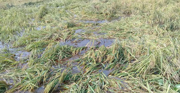 কালভার্টে বাঁধ, ডুবেছে ৭ একর জমির পাকা ধান