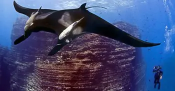 Mexico creates huge national park to protect marine life