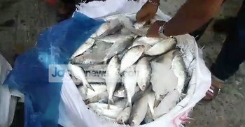 মাদারীপুরে ৭ হাজার কেজি জাটকাসহ আটক ১