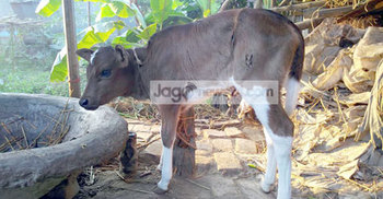 গাভির বাছুর নিয়ে বিপাকে গৃহস্থ