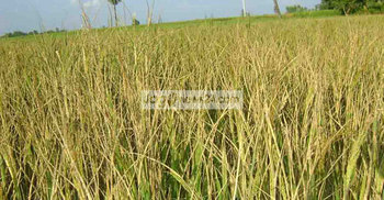 ধামইরহাটে ক্ষেতের ধানে কীটনাশক স্প্রে করেছে দুর্বৃত্তরা