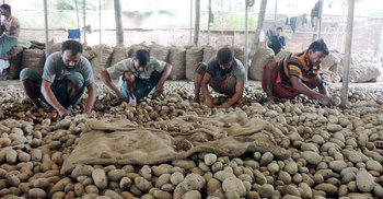 আলুর কেজি ১ টাকা!