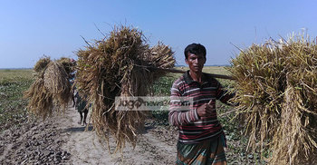 হাওরের কৃষকের মুখে আমন ধানের হাসি