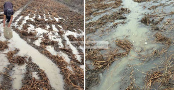 বীজ আলুর জমিতে পানি ‘মরার উপর খাঁড়ার ঘা’