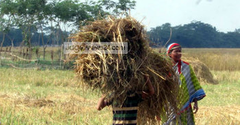 শরীয়তপুরে রোপা আমনের বাম্পার ফলন, দামও বেশি