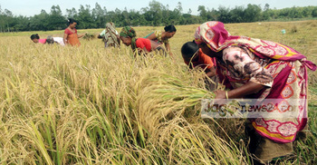 আমনের ঘ্রাণে মাতোয়ারা শেরপুরের কৃষক