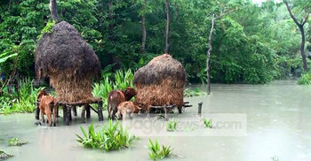 বেড়িবাঁধ ভেঙে বরগুনার ১৪ গ্রাম প্লাবিত