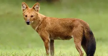 নওগাঁয় শিয়ালের কামড়ে আহত ৪