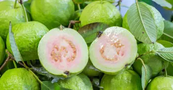 15 amazing guava benefits