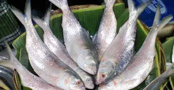 22-day ban on Hilsa fishing from Sunday night