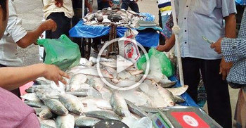 ‘কাইল থাইক্যা ইলিশ ধরা বন্ধ আইজই বেশি কইরা লইয়া যান’