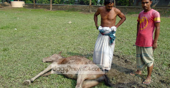 পায়ুপথে লাঠি ঢুকিয়ে ঘোড়া হত্যা