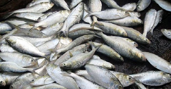 মুন্সীগঞ্জে ২৮০ কেজি ইলিশ জব্দ, ১৯ জেলেকে জরিমানা