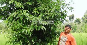 জমির আইলে তেজপাতা চাষে বাড়তি আয়