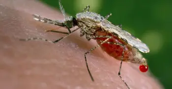 Alarm as ‘super malaria’ spreads in South East Asia