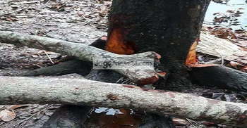 নড়াইলে বিএনপি নেতারা কেটে নিলেন সরকারি গাছ!