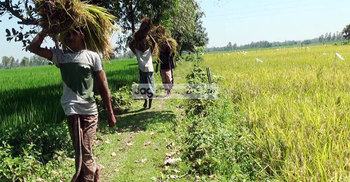 অস্থির চালের বাজারে আমনের আগমন, কৃষকের মুখে হাসি