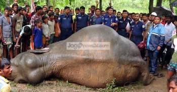 শেরপুরের রাঙাজান সীমান্তে বন্যহাতির মরদেহ
