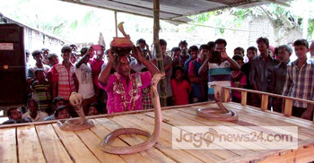 তিন ফুট উঁচু ফণা তুলে চ্যাম্পিয়ন