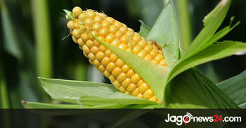 ভুট্টার যত গুণ