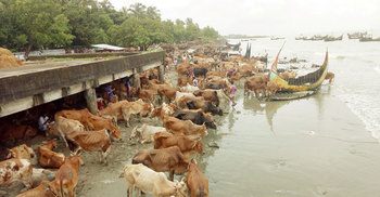 মিয়ানমার থেকে পশু আমদানি ১০ দিনের জন্য বন্ধ