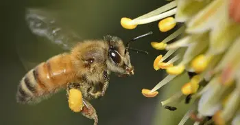 Israeli scientists find flowers can hear insects