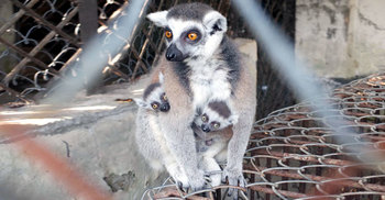 আফ্রিকান প্রাণী লেমুর পরিবারে নতুন অতিথি
