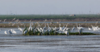 ঢল নেমেছে অতিথি পাখির