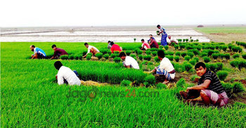 নওগাঁয় ইরি-বোরো ধান লাগাতে ব্যস্ত কৃষকরা