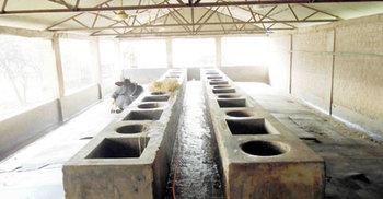 পাহারাদারকে বেঁধে রেখে মন্ত্রীর খামারের ১০ গরু চুরি