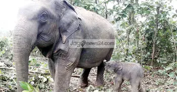 Elephant born at Bangabandhu Sheikh Mujib Safari Park