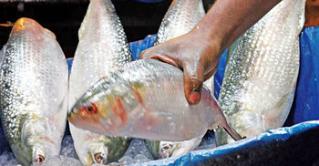 ইলিশ গবেষণায় চাঁদপুরে সাড়ে ৩৩ কোটি টাকার প্রকল্প