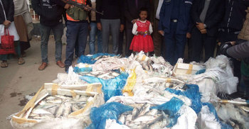 শিমুলিয়া ঘাট থেকে ৫০০ কেজি জাটকা জব্দ