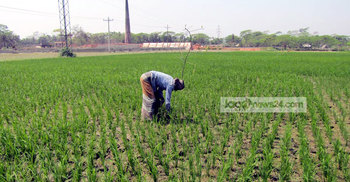 লক্ষ্যমাত্রা ছাড়াল ঝালকাঠির বোরো আবাদ