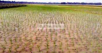 কেওলার হাওরে কৃষকের মুখে হাসি