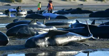 More than 130 pilot whales die in mass Australia beaching