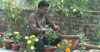 নওগাঁয় বাড়ির ছাদে বাগান