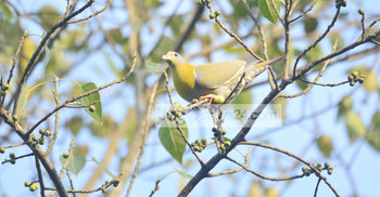 পাহাড়েও বিপন্ন ‘হরিয়াল’