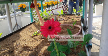 পটুয়াখালীতে হাইড্রোপনিক পদ্ধতিতে লিলিয়াম-জারভেরা ফুল চাষ