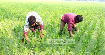 বোরো খেতে ব্যাকটেরিয়ার আক্রমণ, ফলন বিপর্যয়ের শঙ্কা