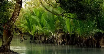 3 suspected pirates killed in Sundarbans ‘gunfight’