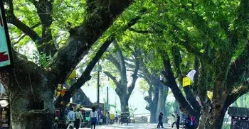 HC stays on felling trees on Jessore-Benapole road