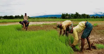 BB raises farm loan disbursement target by 6.86pc