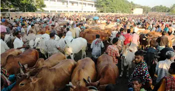 20 cattle markets to be set up in capital